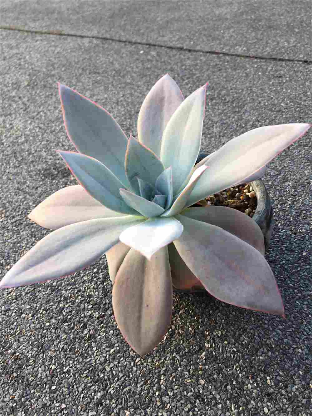 月色扫不开，居然广寒宫(图4)