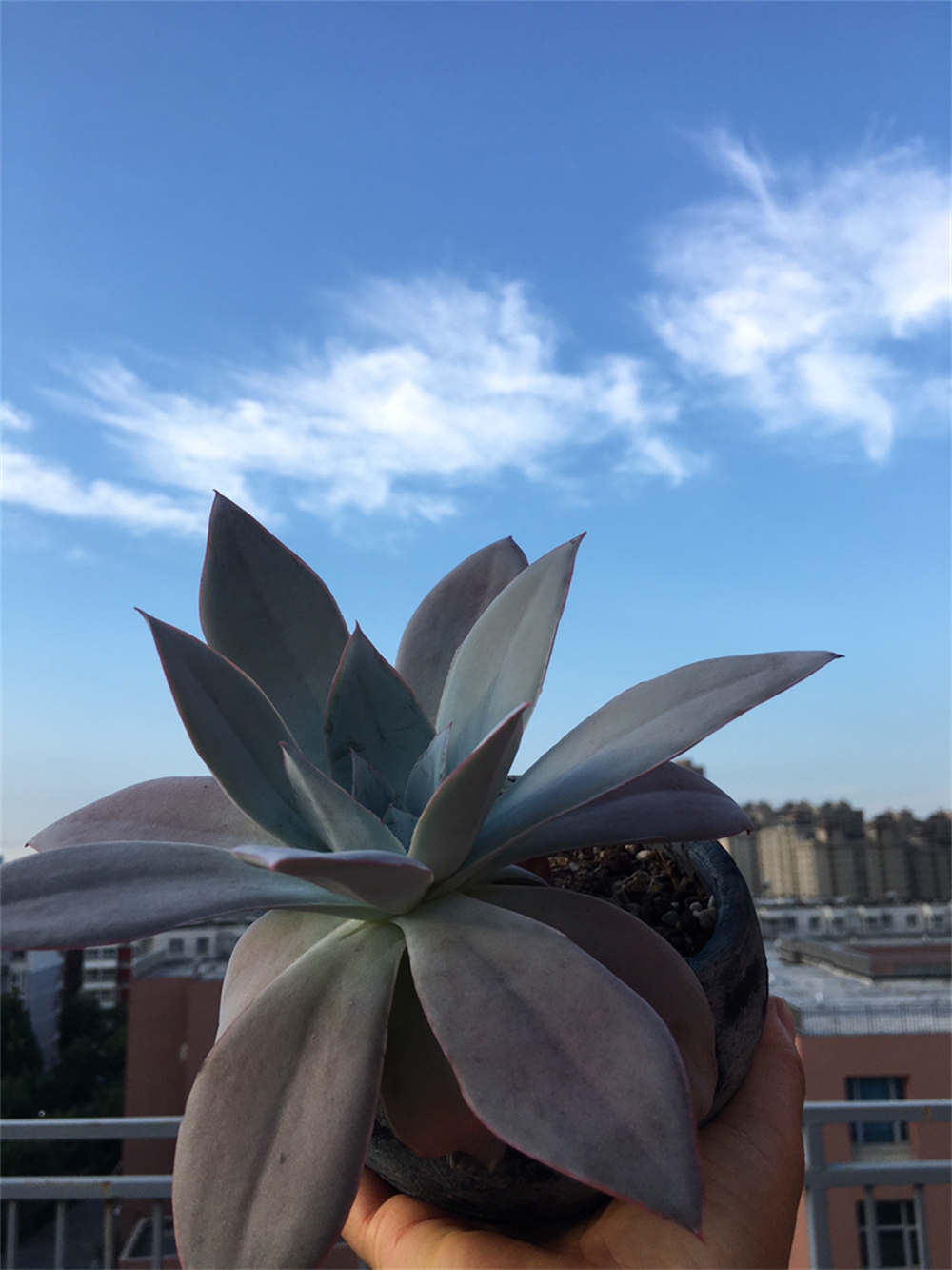 月色扫不开，居然广寒宫(图5)