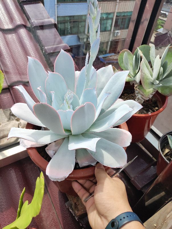 月色扫不开，居然广寒宫(图6)