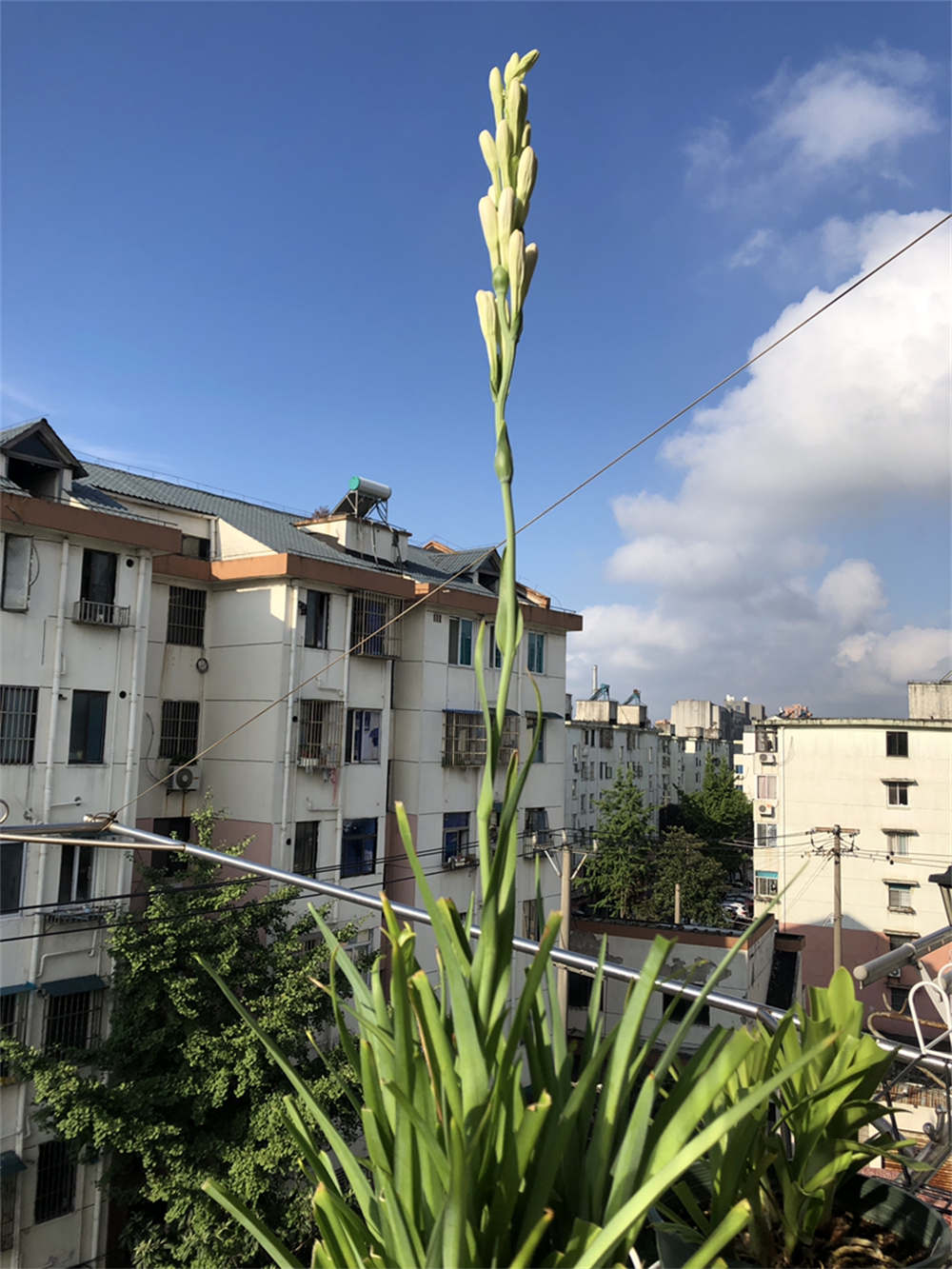 月下香来晚香玉(图1)