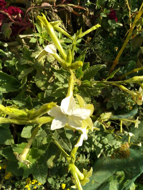 月下香来晚香玉(图2)