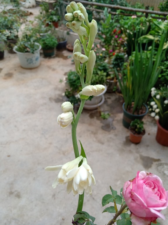 月下香来晚香玉(图3)