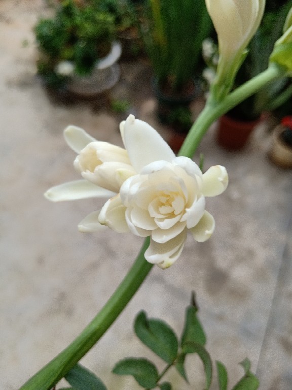 月下香来晚香玉(图4)