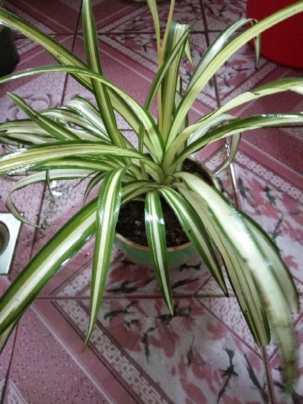 金色的心——金心吊兰(图1)