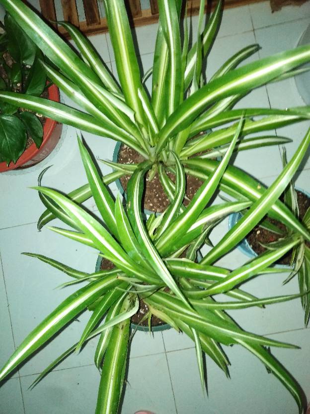 金色的心——金心吊兰(图2)