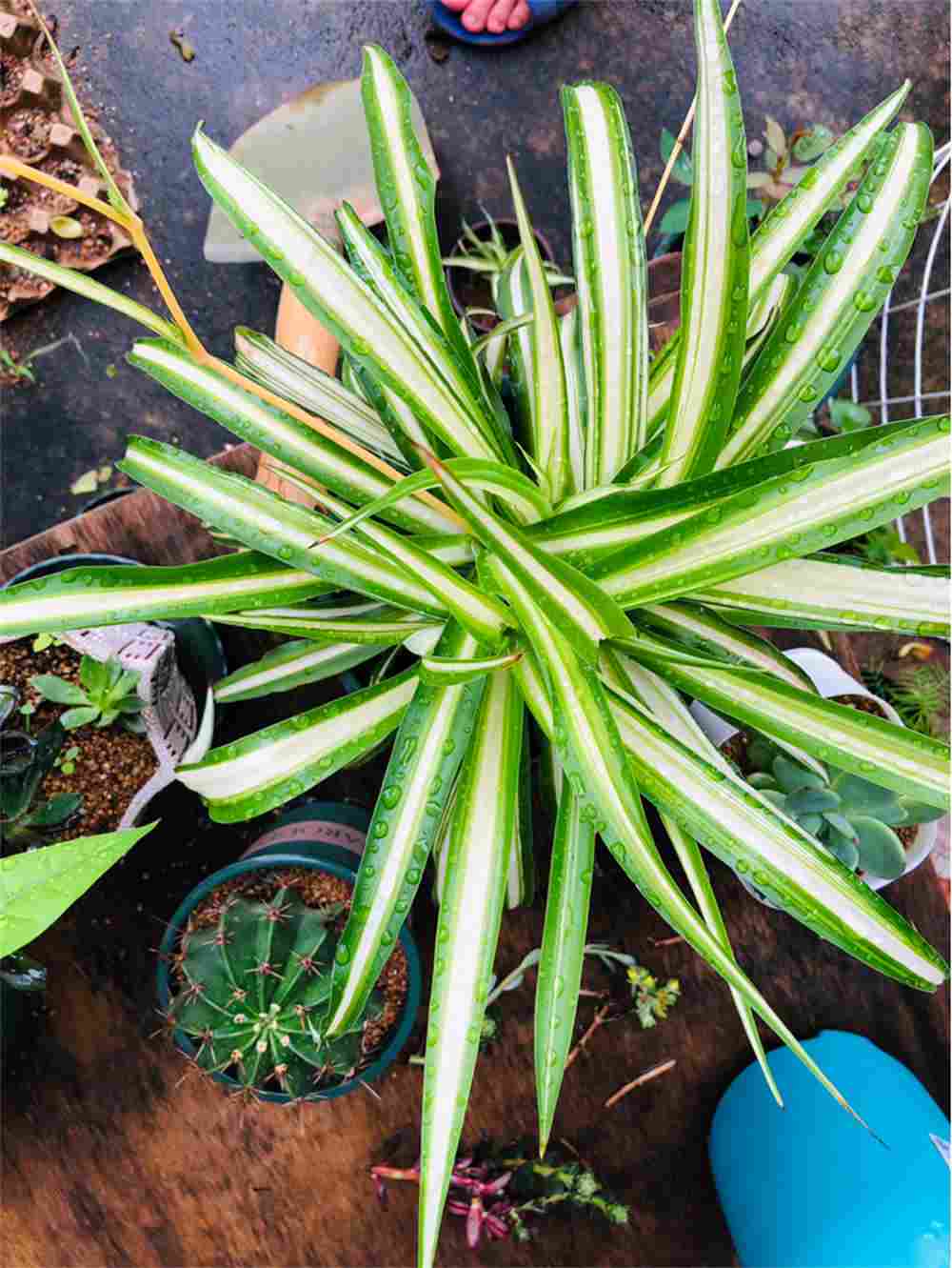 金色的心——金心吊兰(图3)