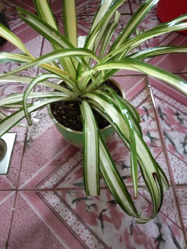 金色的心——金心吊兰(图4)