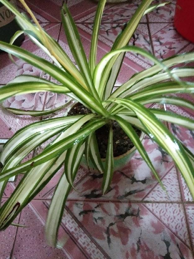 金色的心——金心吊兰(图5)