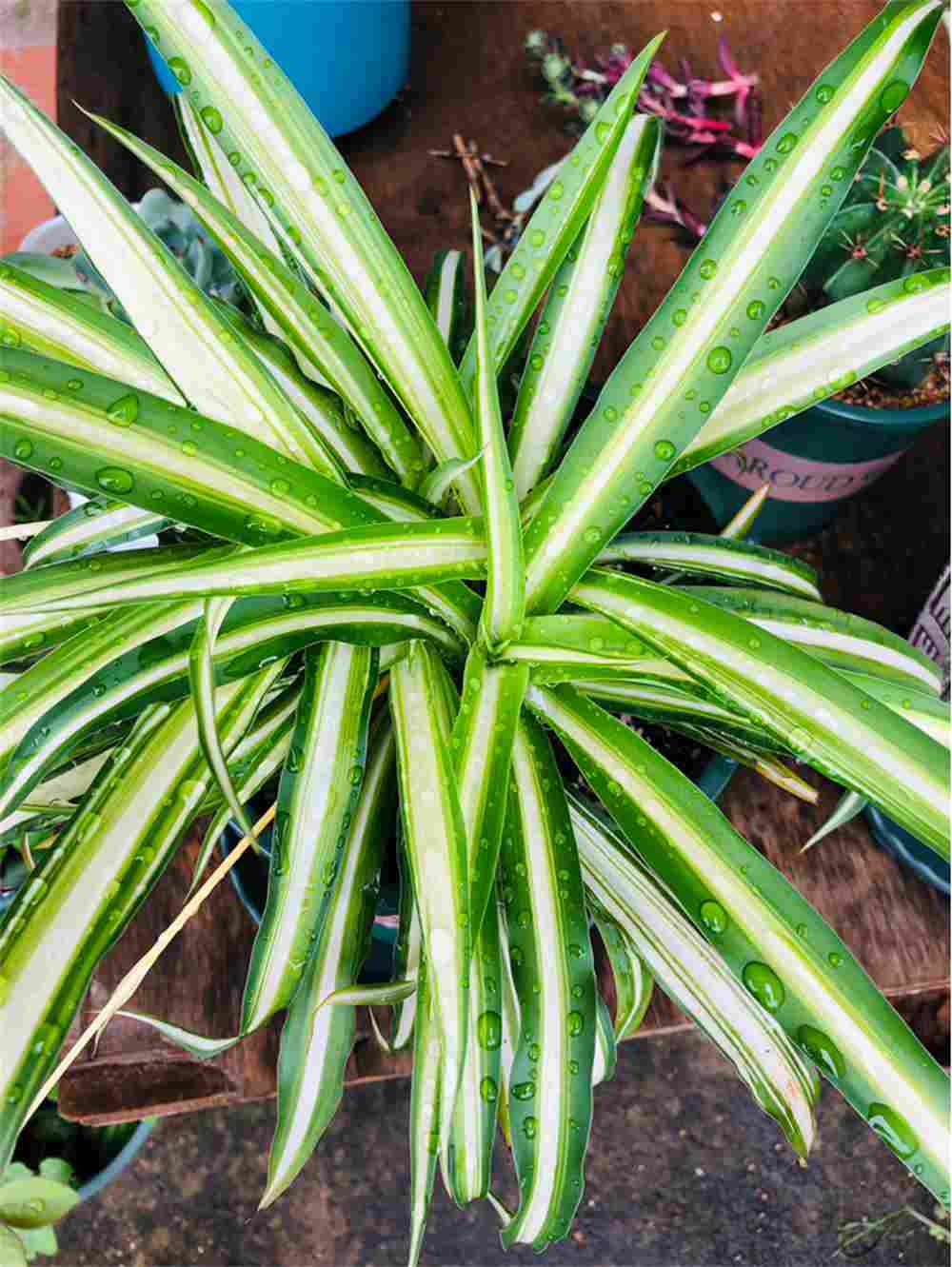 金色的心——金心吊兰(图6)