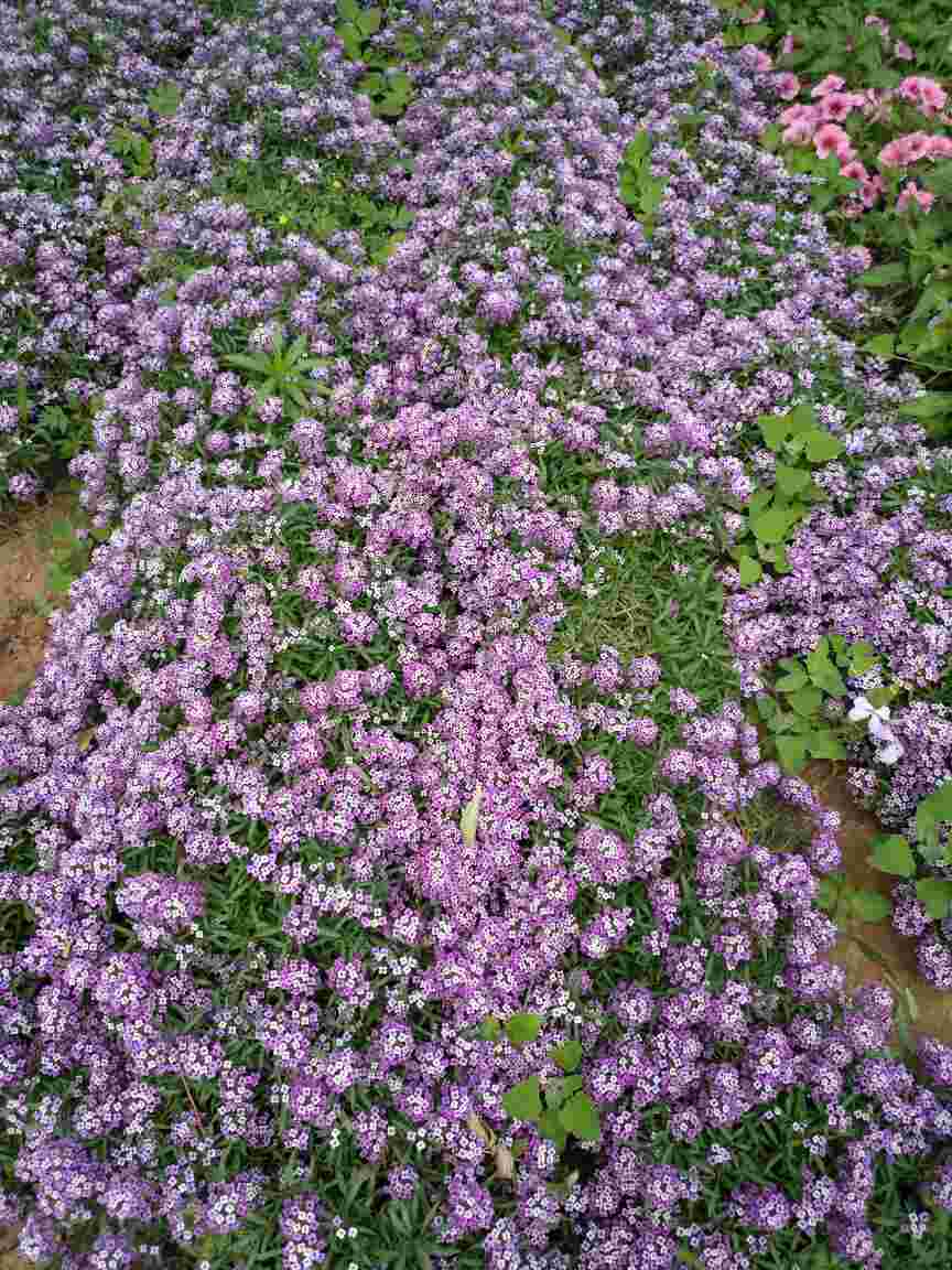 甜蜜的梦想——香雪球(图1)