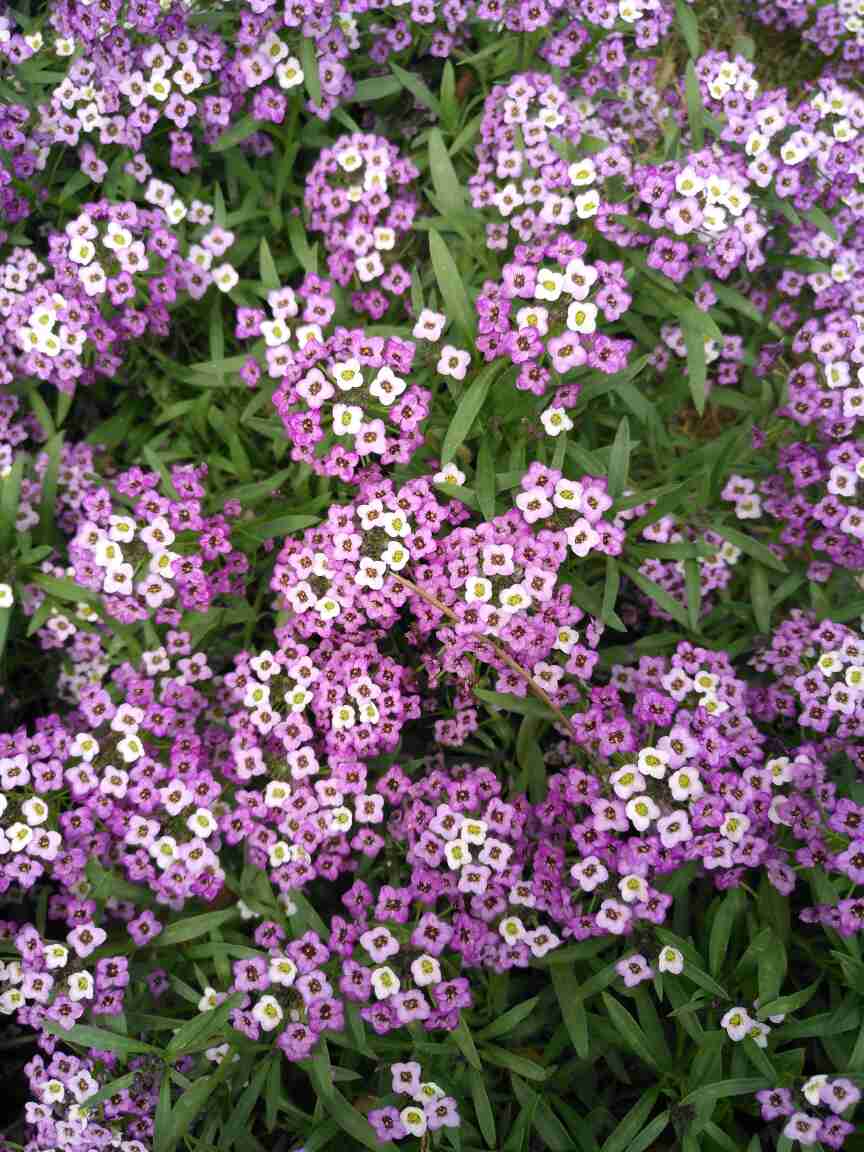 甜蜜的梦想——香雪球(图2)