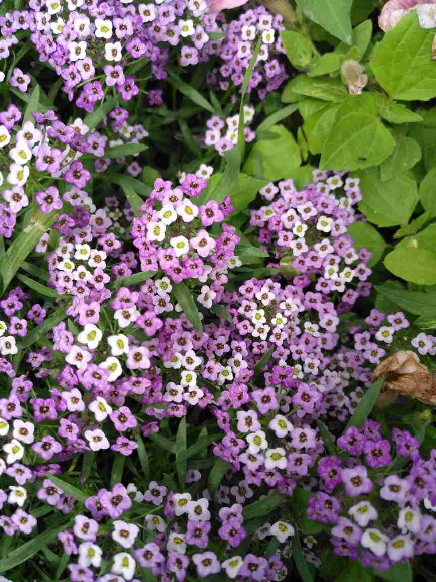 甜蜜的梦想——香雪球(图4)