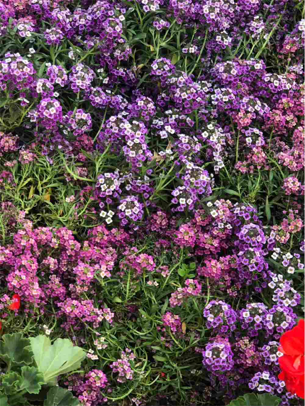 甜蜜的梦想——香雪球(图5)