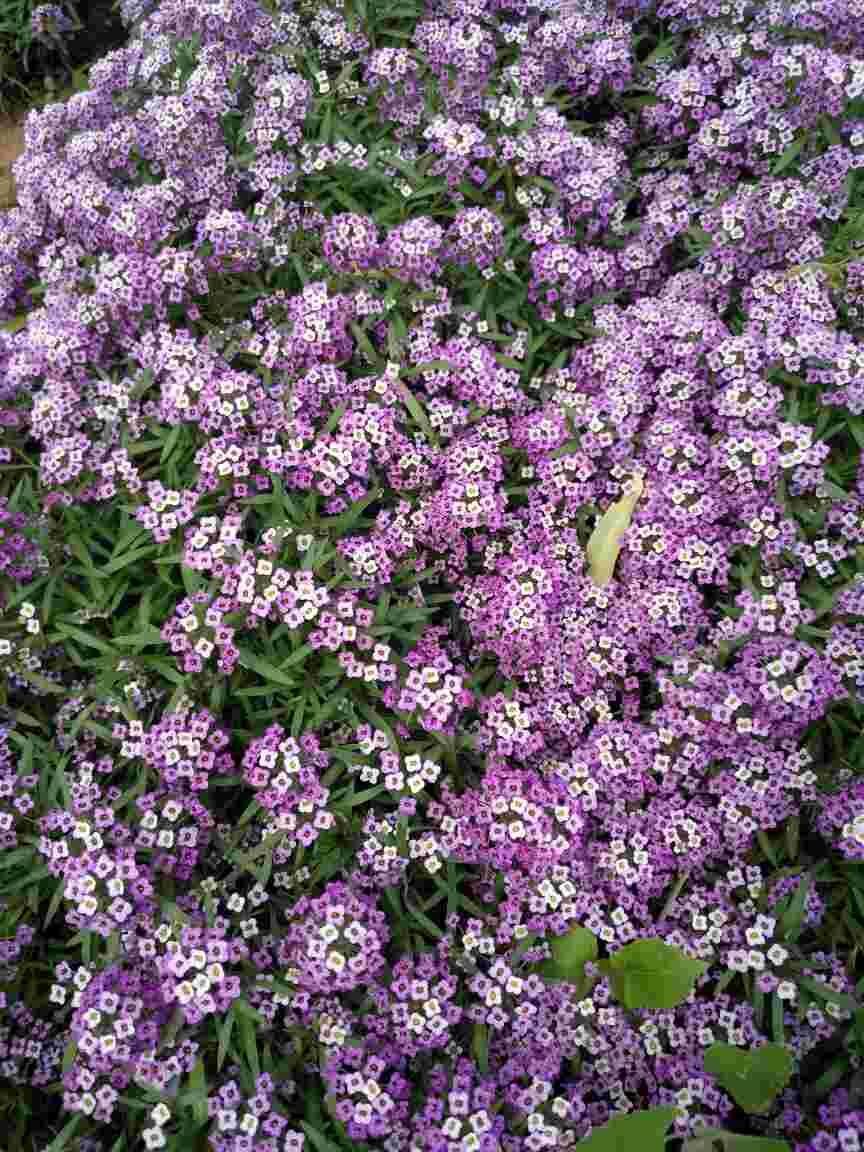 甜蜜的梦想——香雪球(图6)