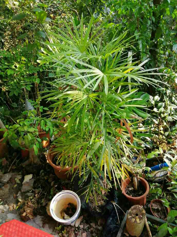 挺拔的棕竹盆景 - 功圣花卉