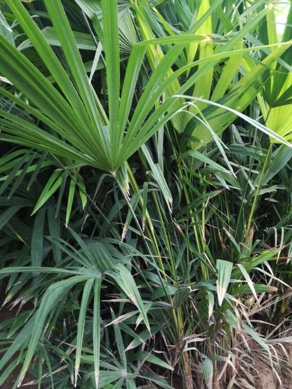 挺拔的棕竹盆景(图2)