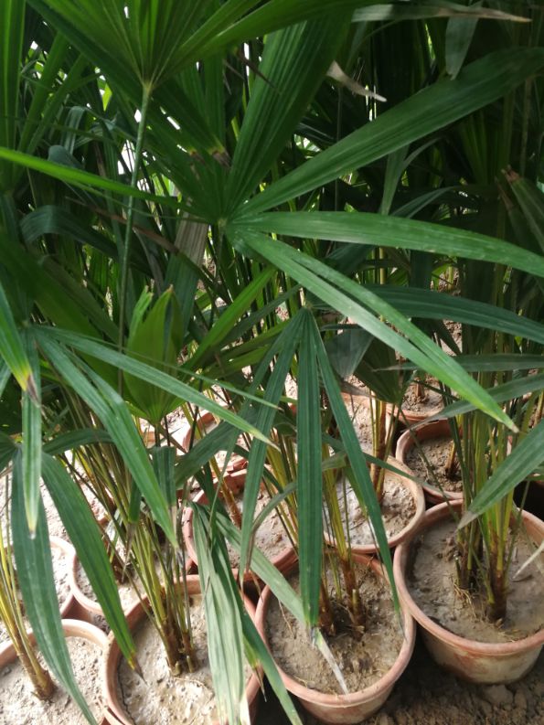 挺拔的棕竹盆景(图3)