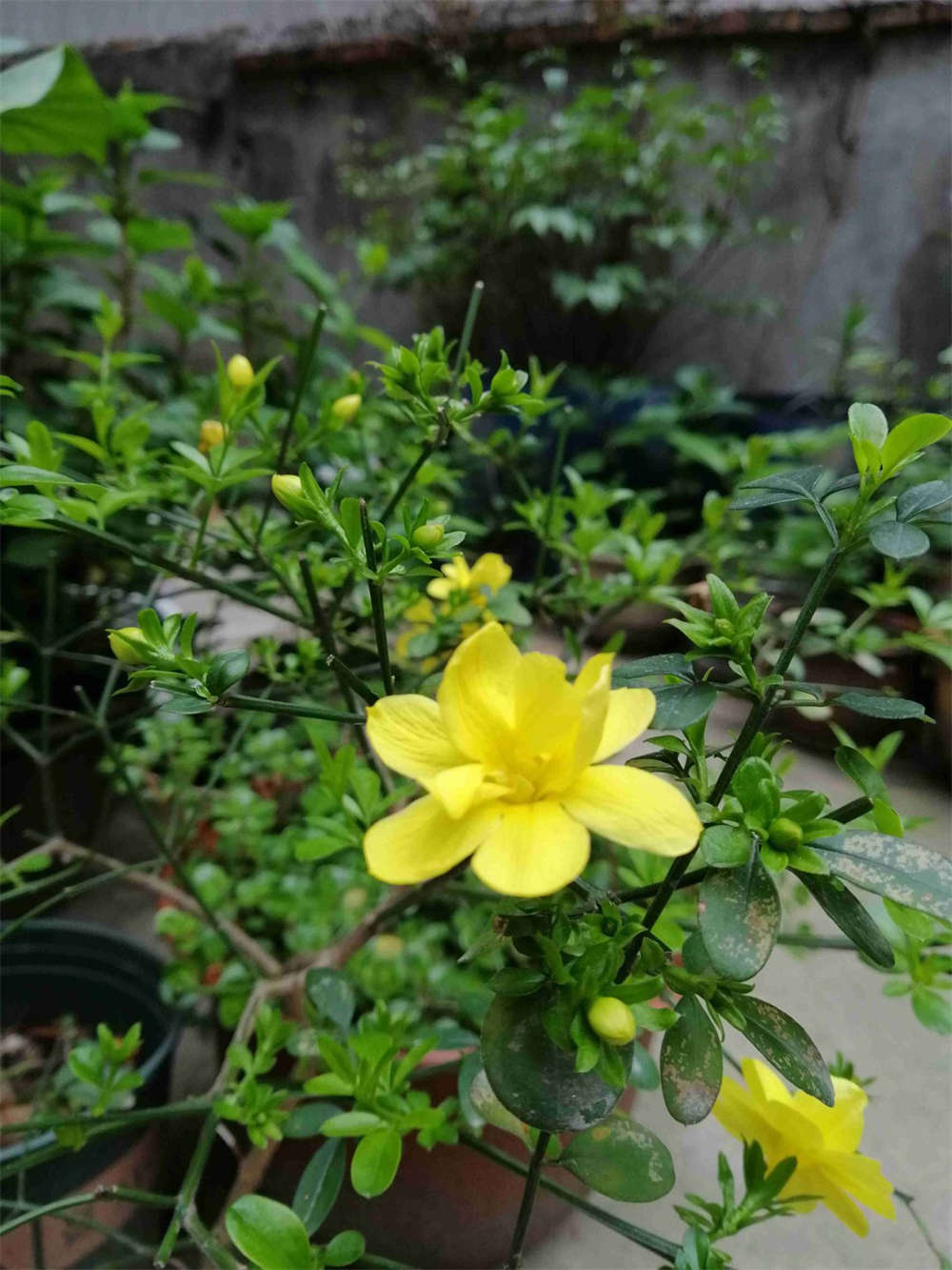 迎春花谢，迎夏花开(图1)