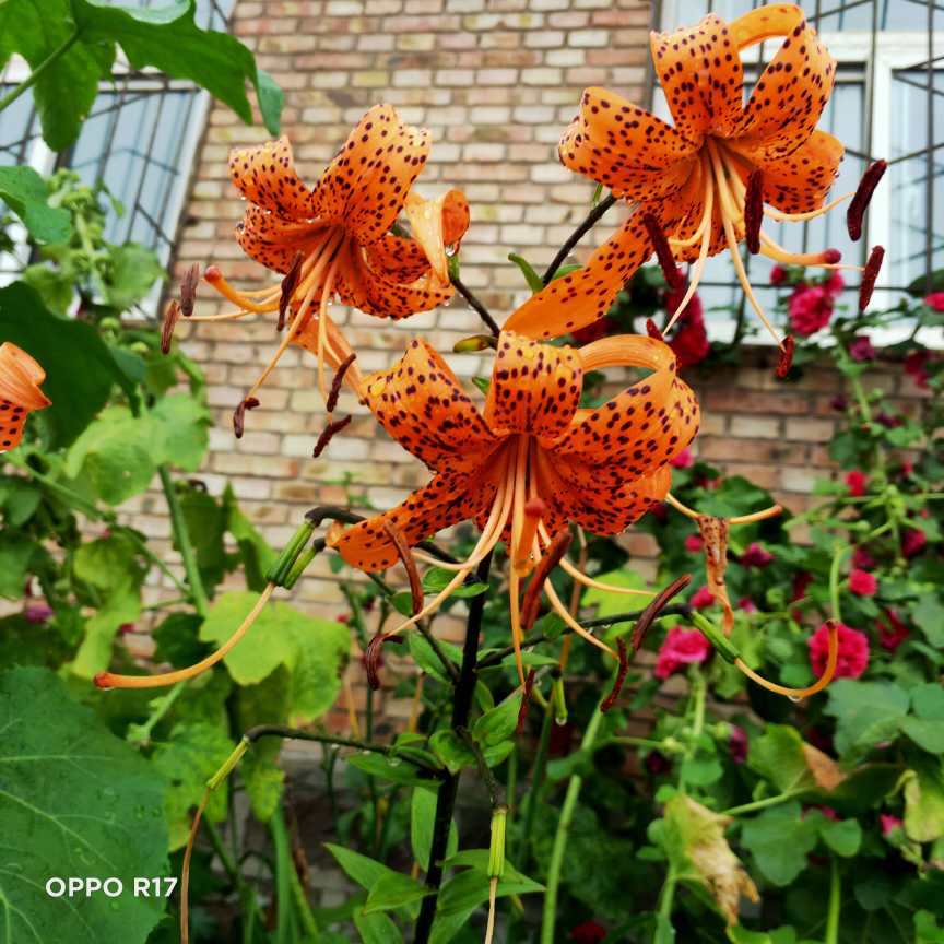 山丹丹花开红艳艳(图2)