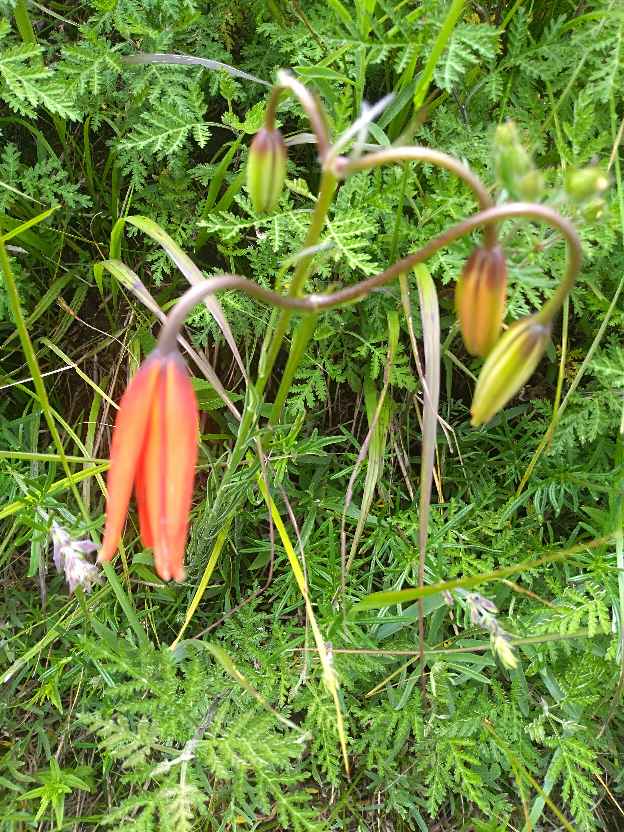 山丹丹花开红艳艳(图3)