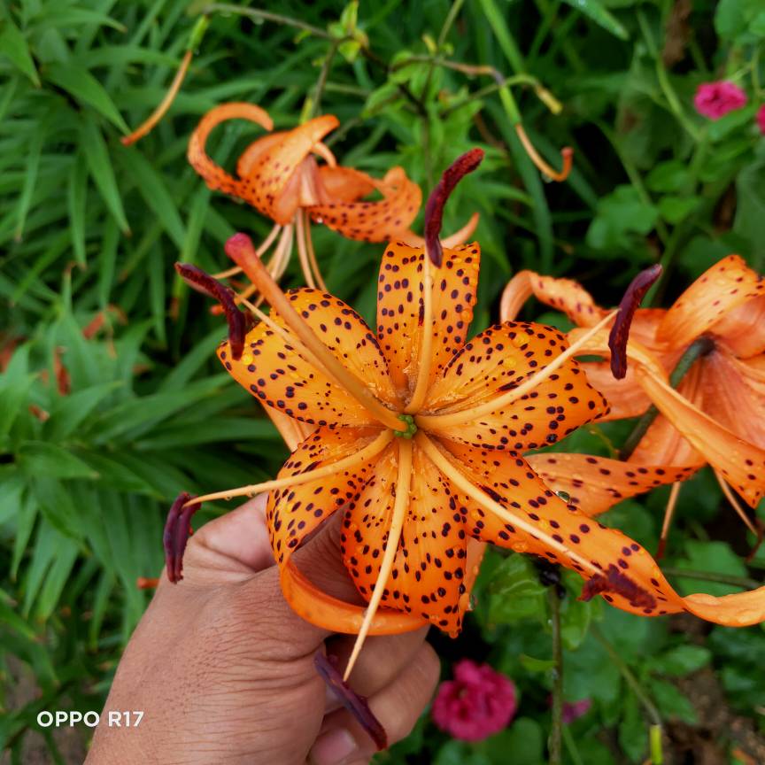 山丹丹花开红艳艳(图4)