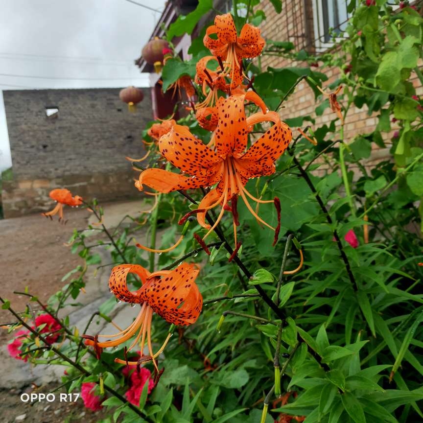 山丹丹花开红艳艳(图5)