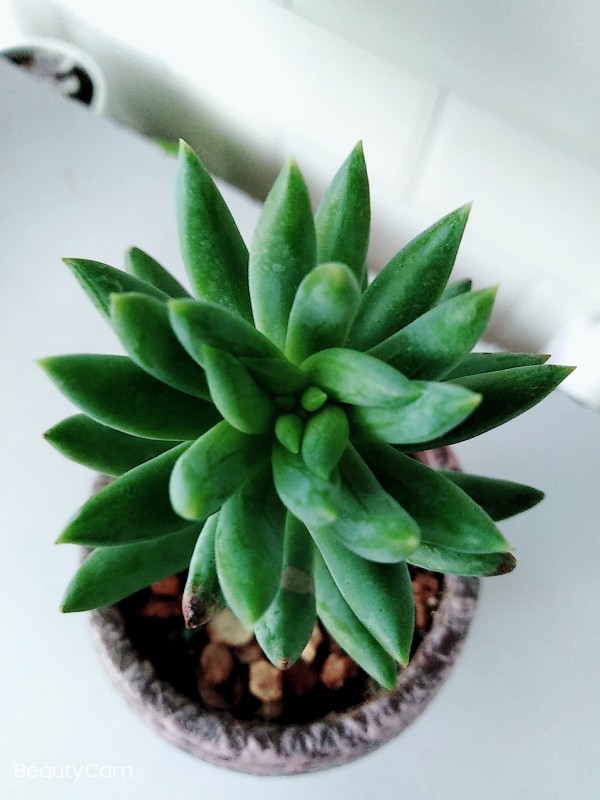 多肉情，千佛手 - 功圣花卉