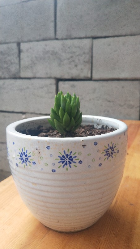 多肉情，千佛手(图2)