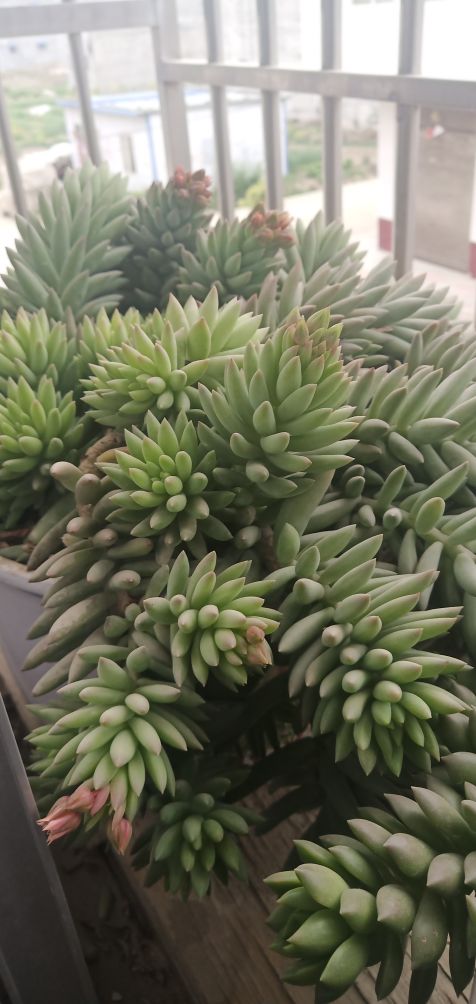 多肉情，千佛手(图3)