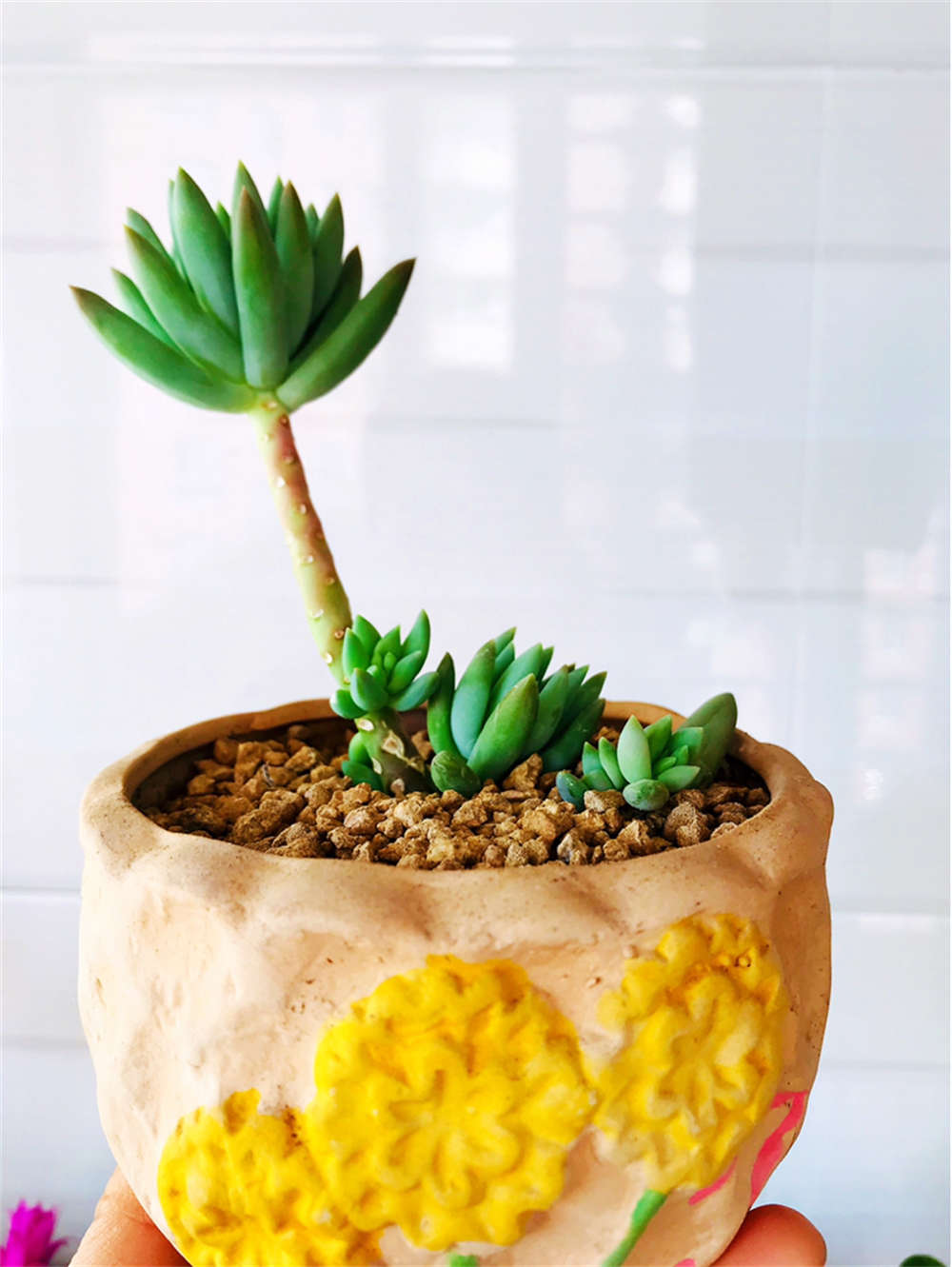 多肉情，千佛手(图4)