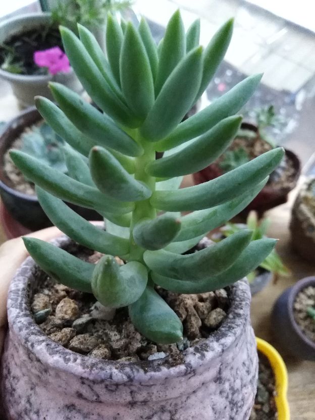 多肉情，千佛手(图5)