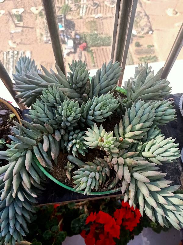 多肉情，千佛手(图6)