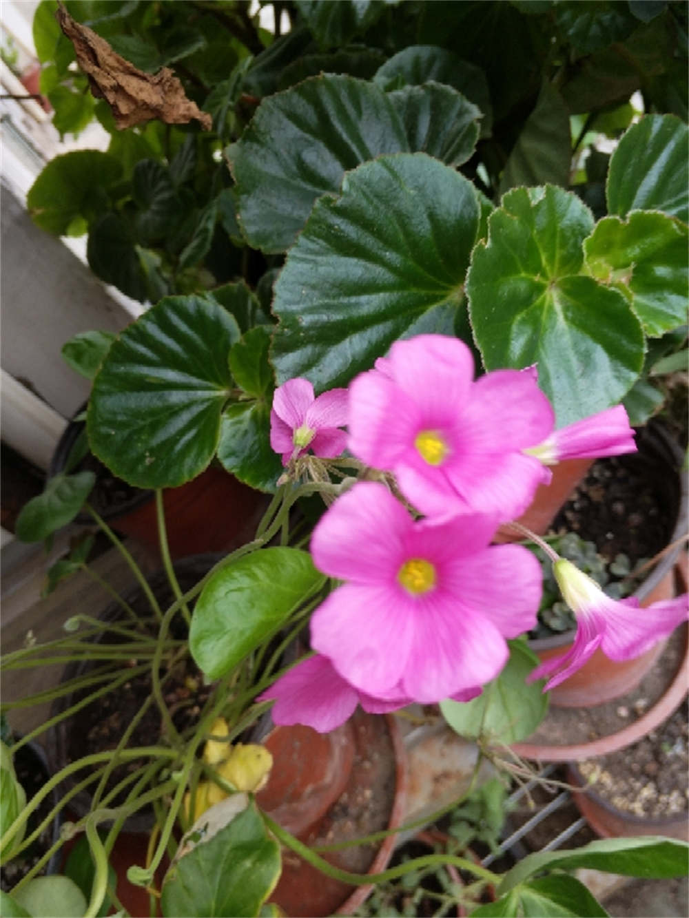 不大的大花酢浆草 - 功圣花卉