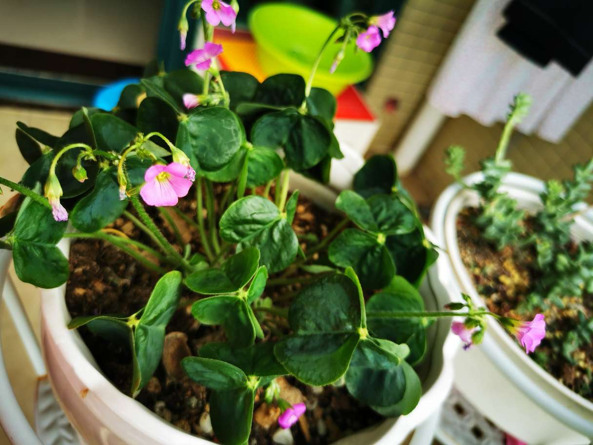 不大的大花酢浆草(图2)