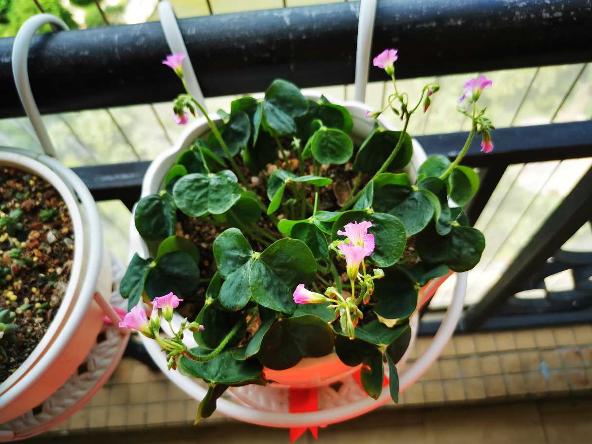 不大的大花酢浆草(图3)