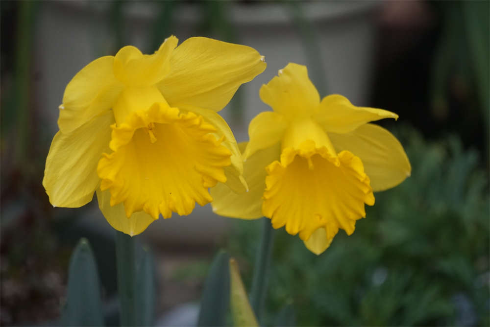 荷兰船长——洋水仙 - 功圣花卉