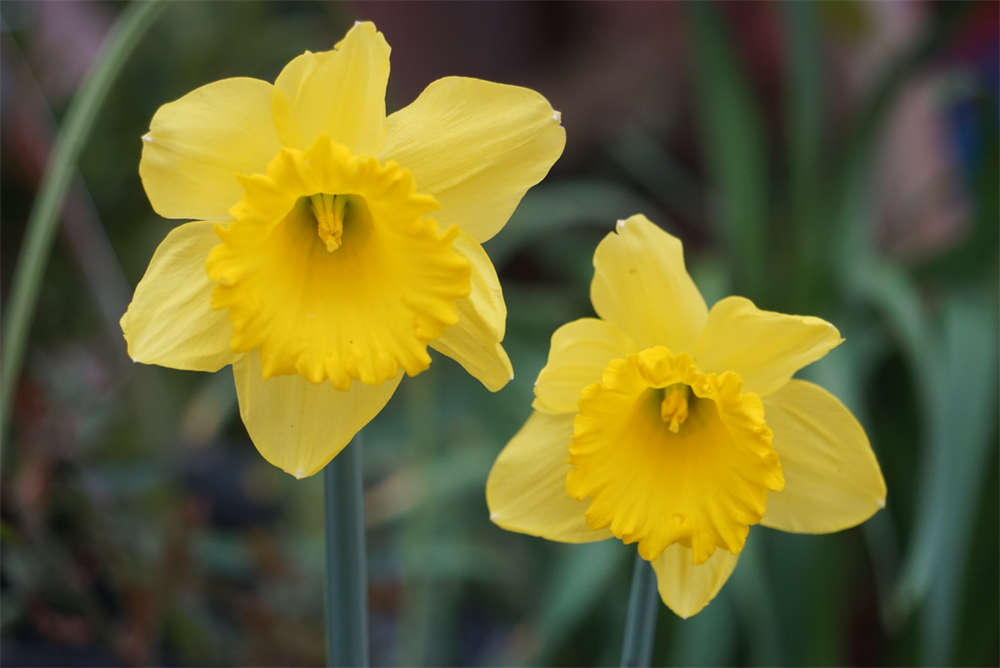 荷兰船长——洋水仙(图2)