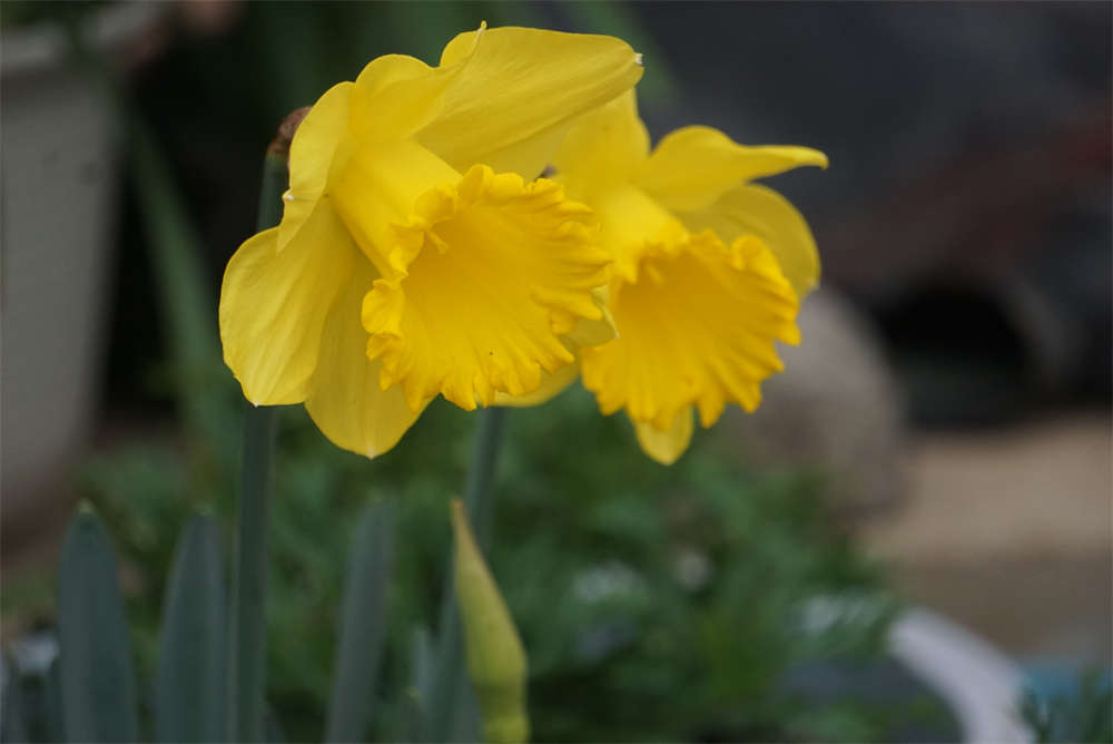 荷兰船长——洋水仙(图3)