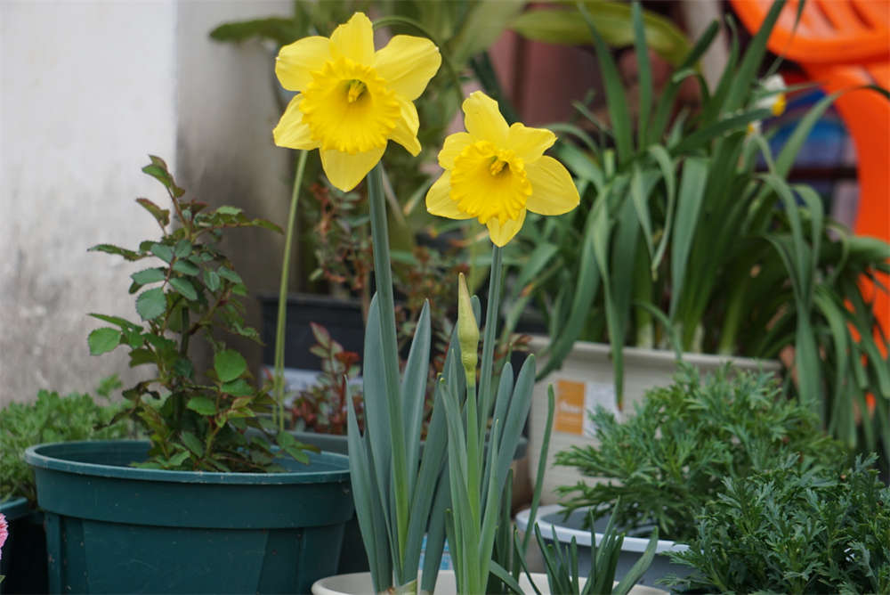 荷兰船长——洋水仙(图4)