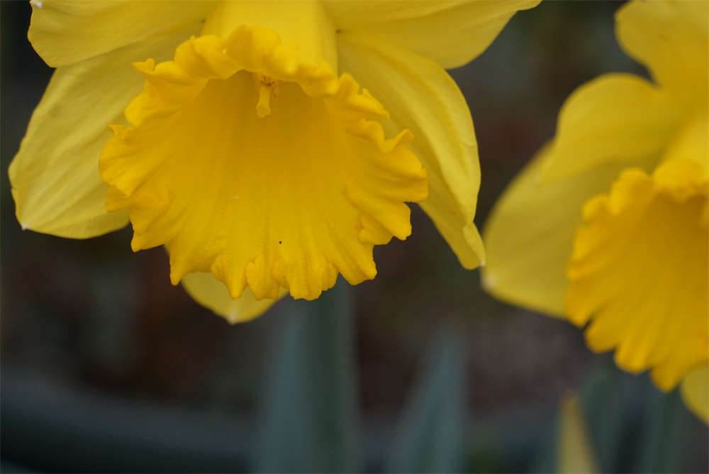 荷兰船长——洋水仙(图5)