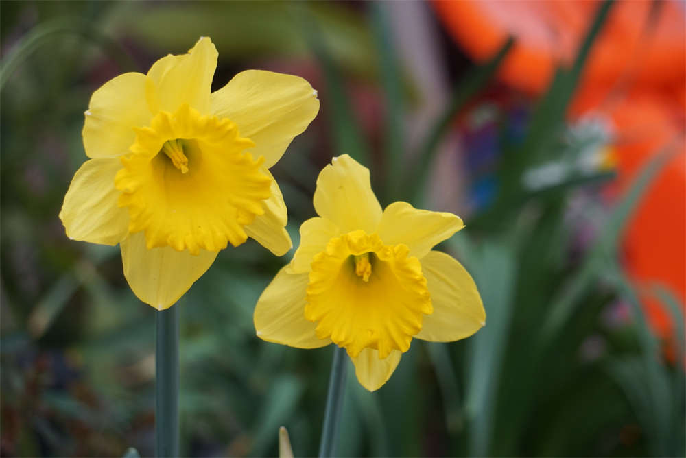 荷兰船长——洋水仙(图6)