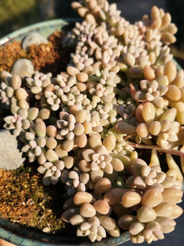 粉嫩小巧的姬秋丽(图2)