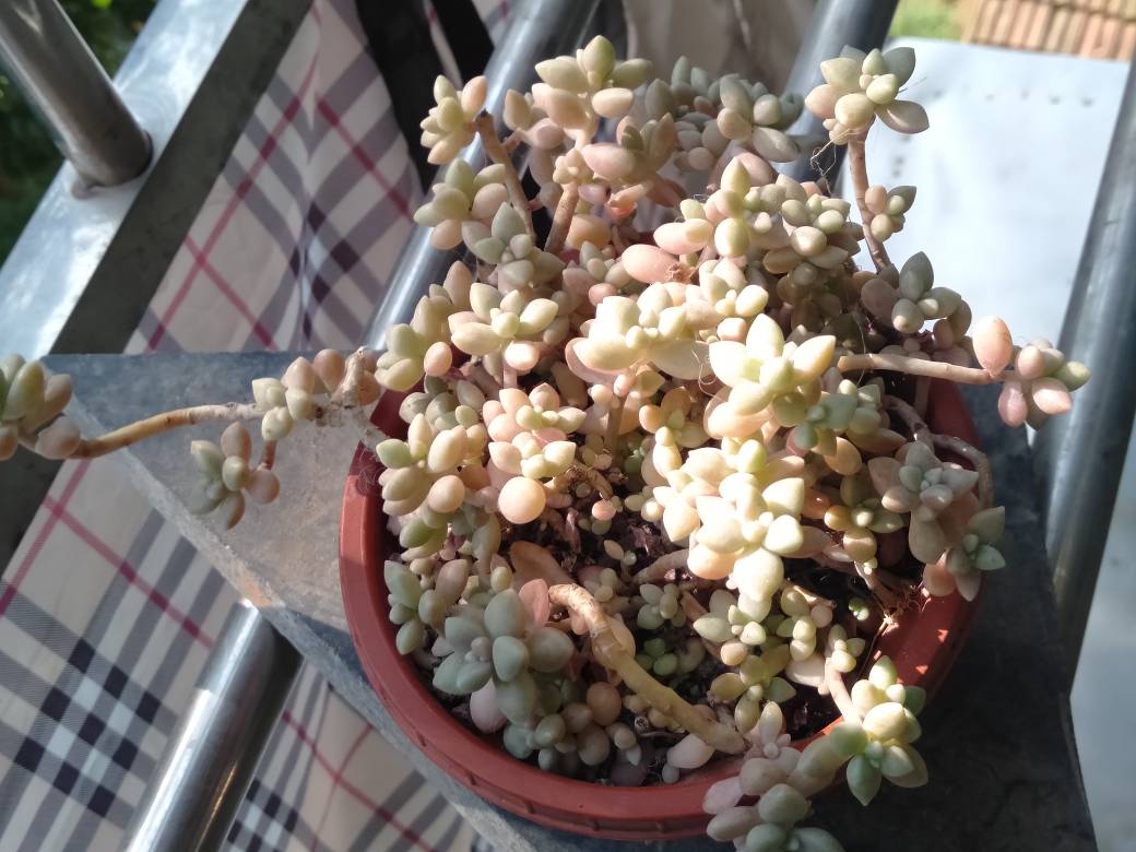 粉嫩小巧的姬秋丽(图3)