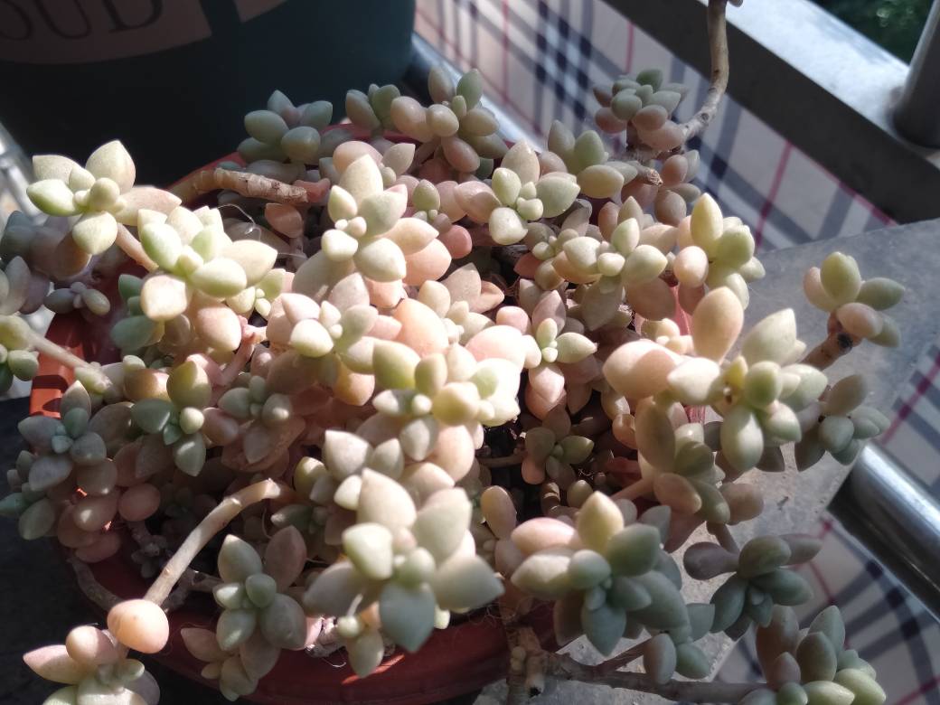 粉嫩小巧的姬秋丽(图4)