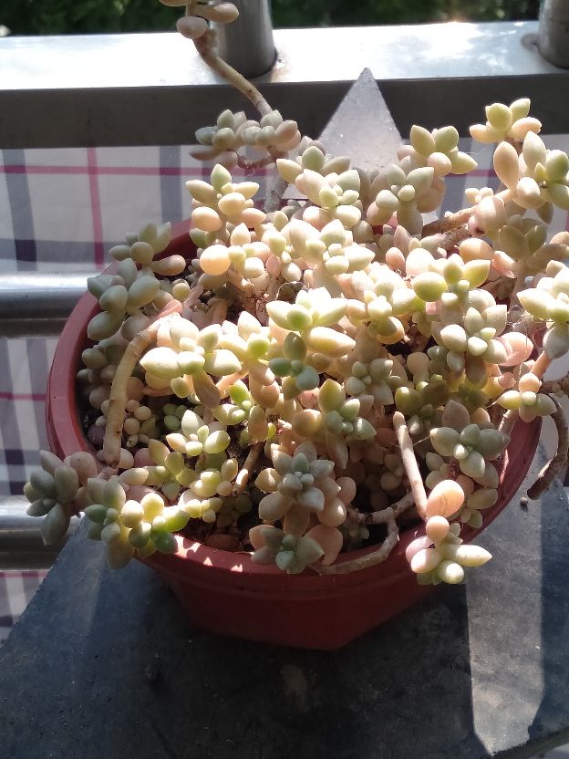 粉嫩小巧的姬秋丽(图5)