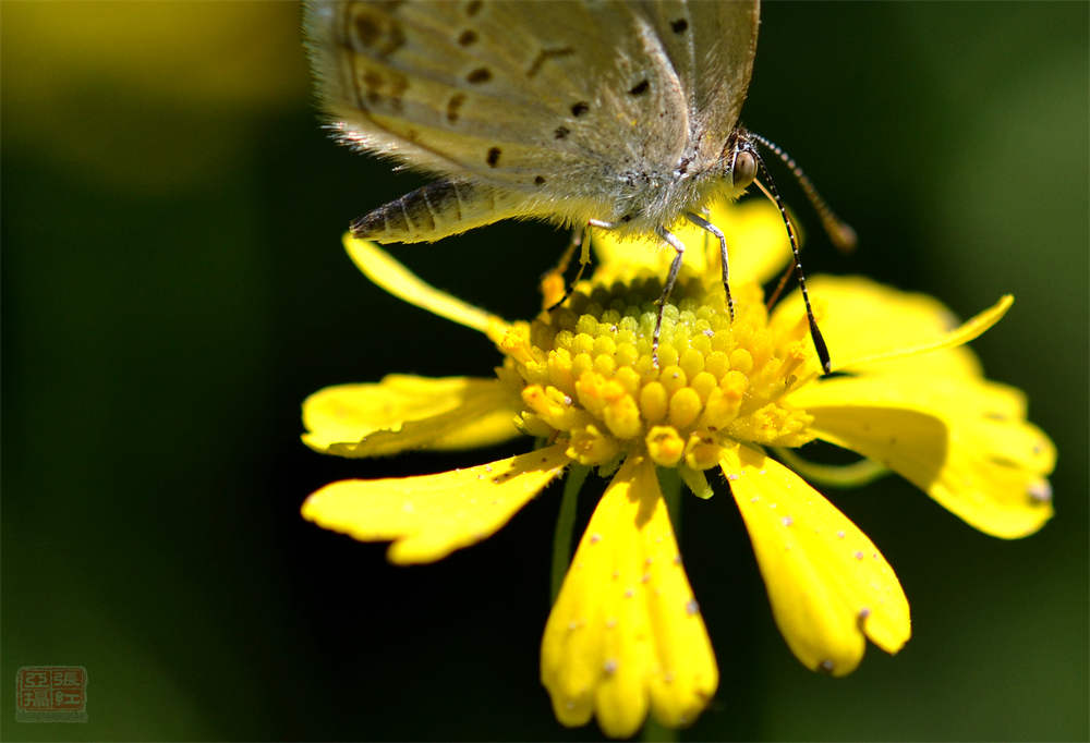 送你一颗心——堆心菊 - 功圣花卉