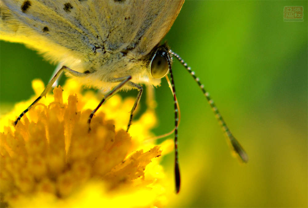 送你一颗心——堆心菊(图2)