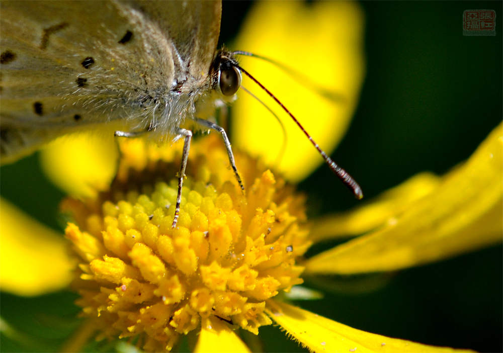 送你一颗心——堆心菊(图3)
