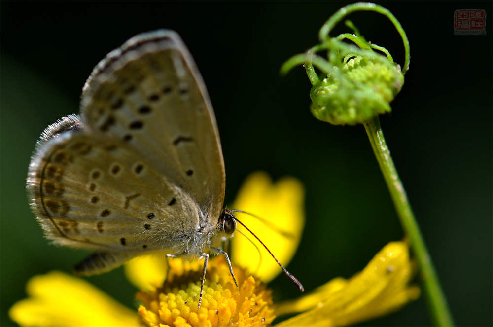 送你一颗心——堆心菊(图4)