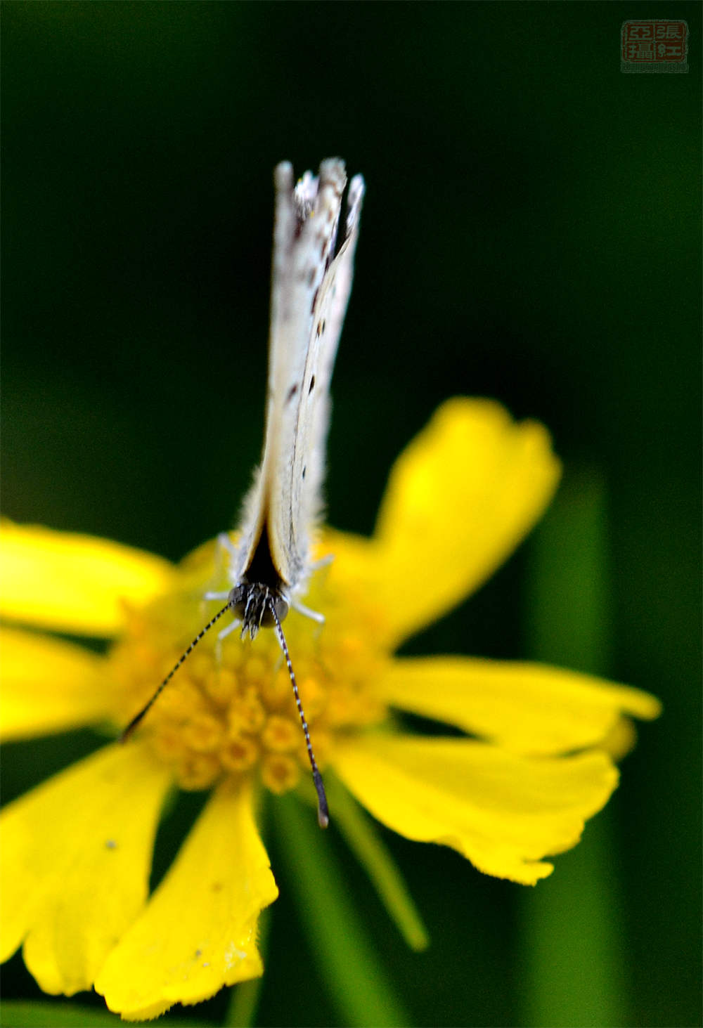 送你一颗心——堆心菊(图5)